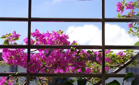 陽台種花禁忌|陽台怎樣養花：忌養黃、紅色植物盆栽